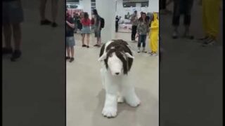 Full Metal Alchemist Nina Cosplay